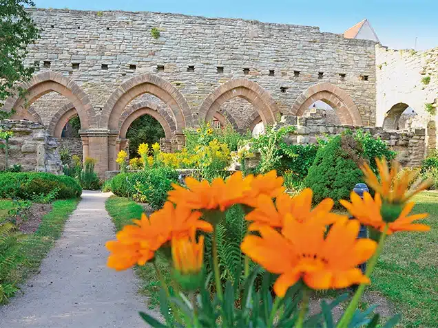 Orange und gelb blühende Blumen vor altem Mauerwerk des Klosters Memleben