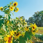 Stellplatzmeldeformular für Betreiber