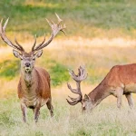 Stellplatzmeldeformular für Betreiber