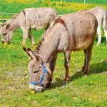 Stellplatzmeldeformular für Betreiber