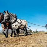 Stellplatzmeldeformular für Betreiber