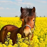 Stellplatzmeldeformular für Betreiber