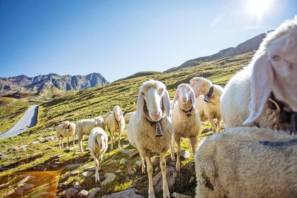 Bozen: Hier wohnt Ötzi aus dem Eis