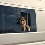 Hund schaut aus dem Fenster eines Campervans.