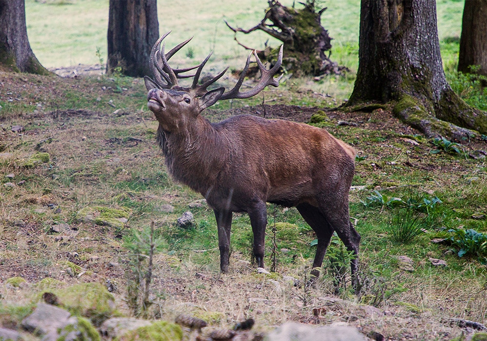 Elch im Schwarzwald bei Freudenstadt.
