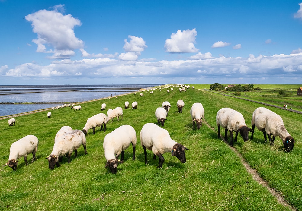 Schafe an der Küste in Norden-Norddeich.