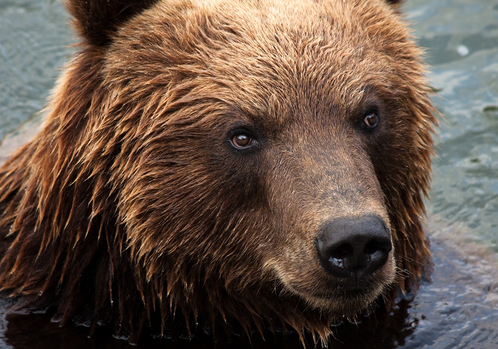 Braunbär