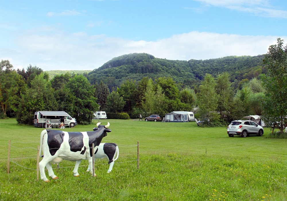 Kuh auf Wiese